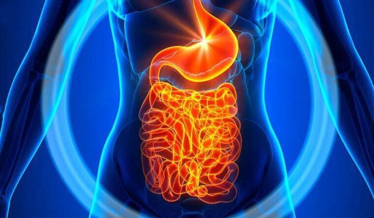 Healthy intestines on the advice of diet
